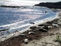Elephant seals gathered on the beach at Ano Nuevo State Park